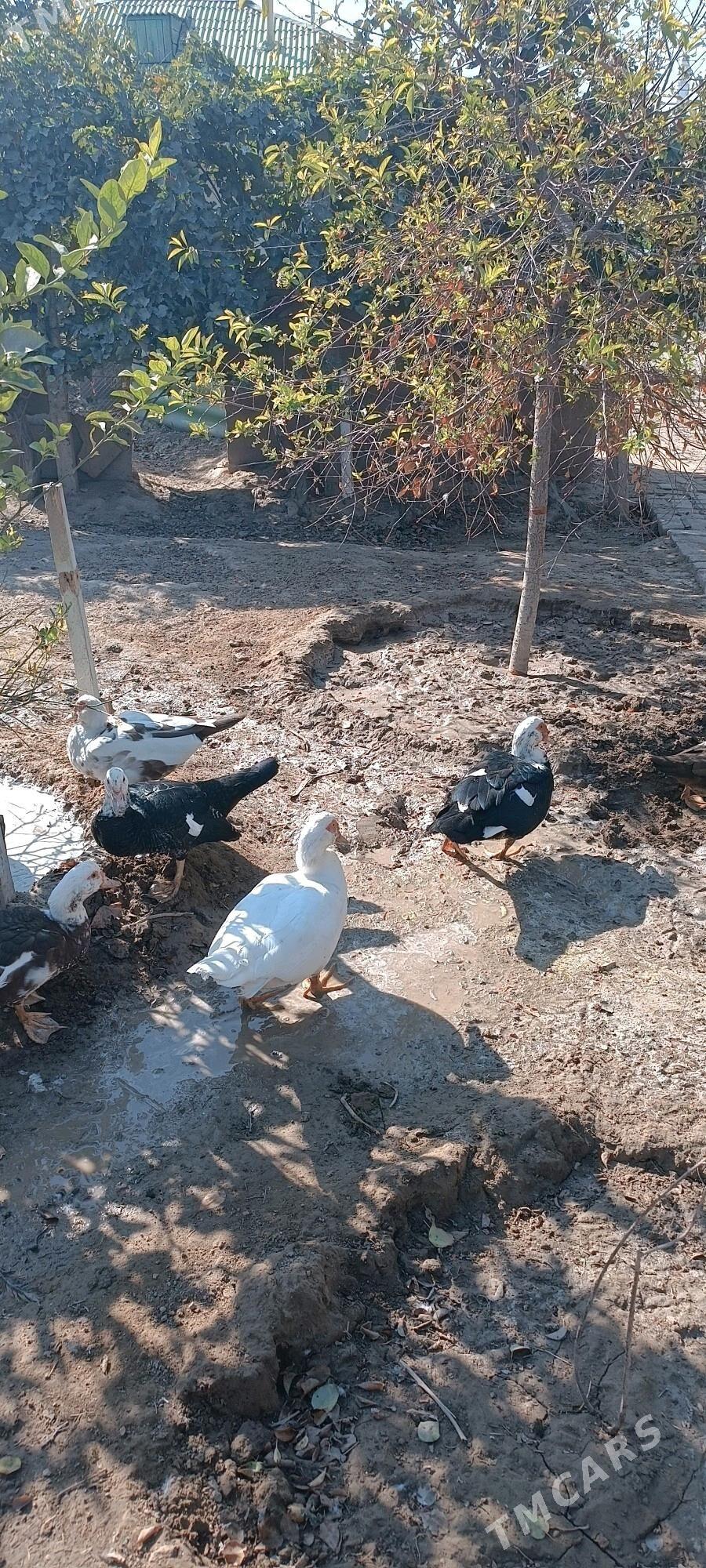 gaaz indawutga - Gypjak - img 3