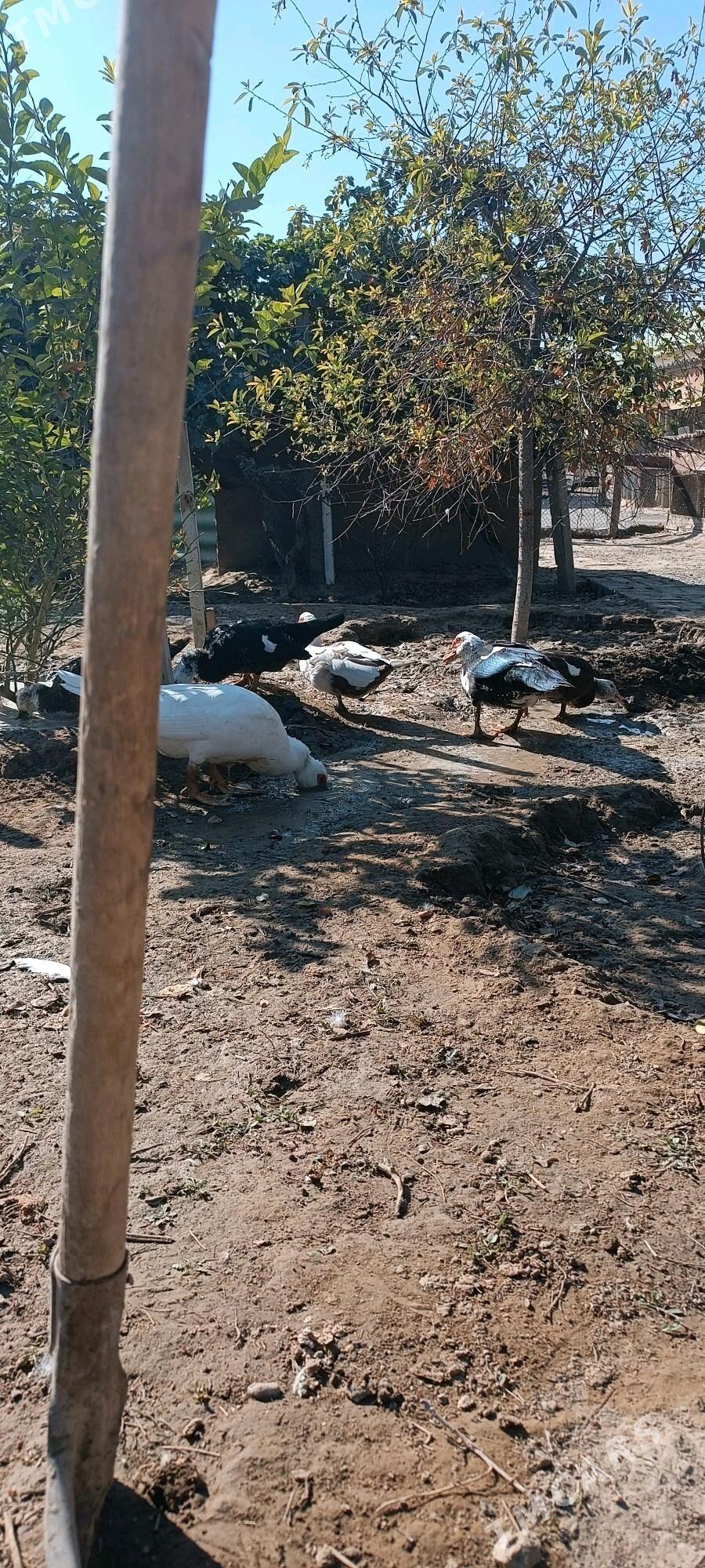 gaaz indawutga - Gypjak - img 2