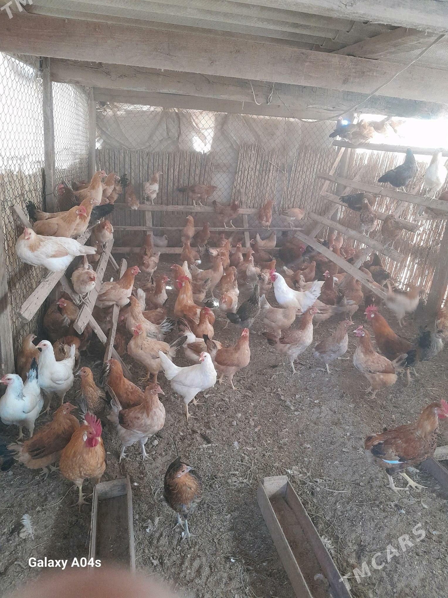 Yas Yumurtga guzlayan Towuklar - Oguz han - img 4