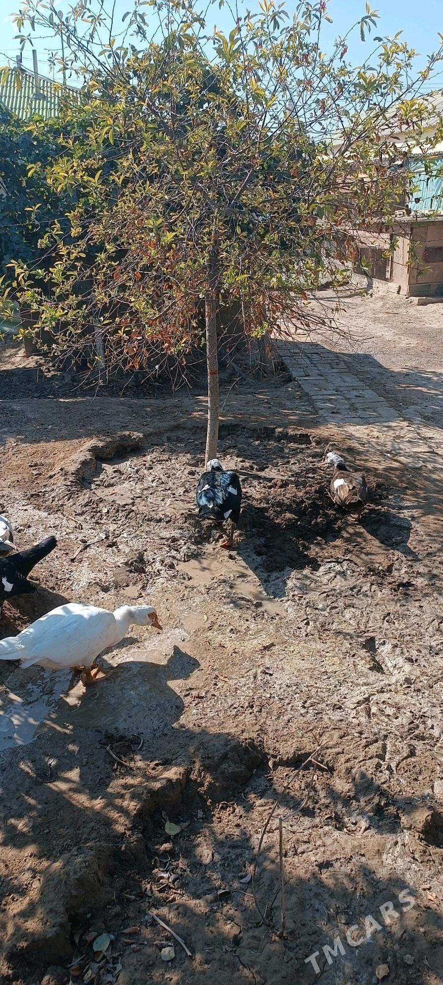 gaaz indawutga - Gypjak - img 6