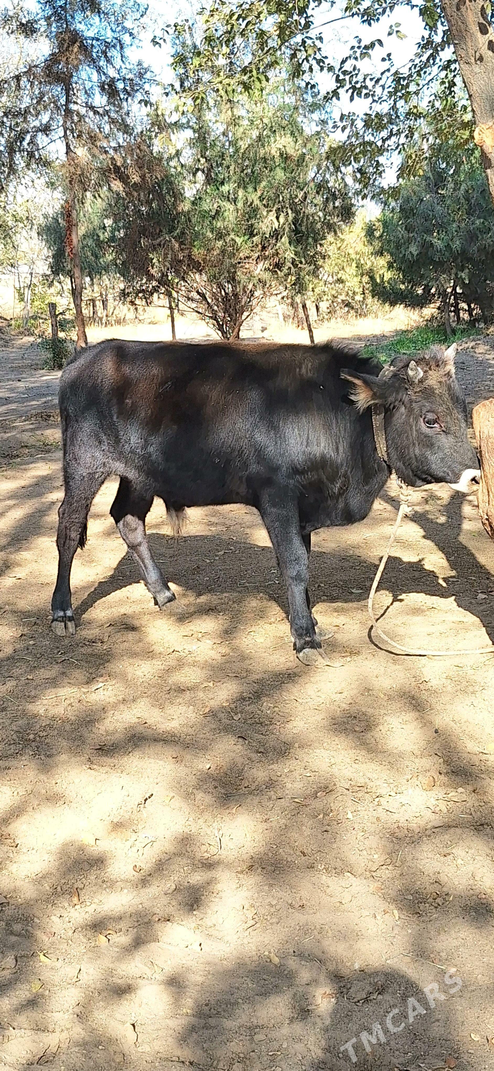 okuz - Анев - img 2