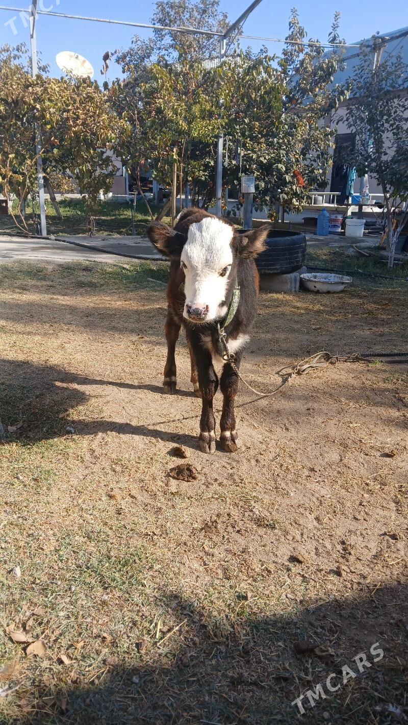 okuz - Гёкдепе - img 3