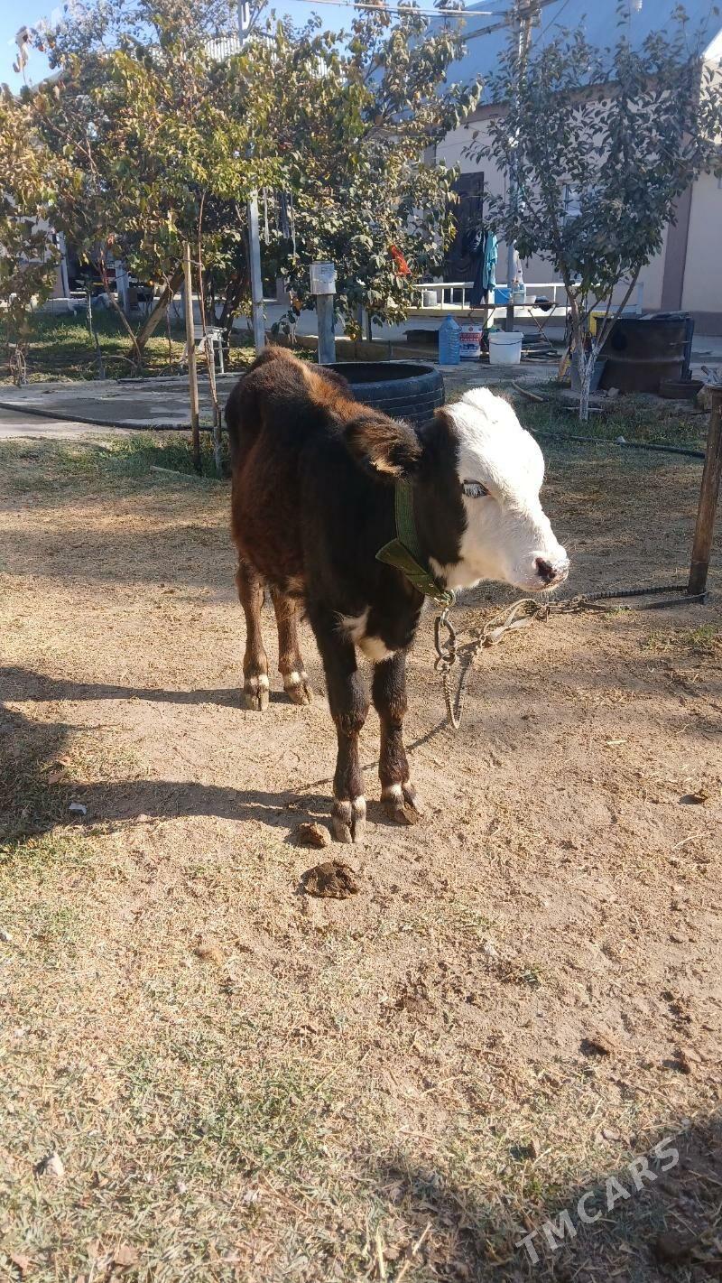 okuz - Гёкдепе - img 2