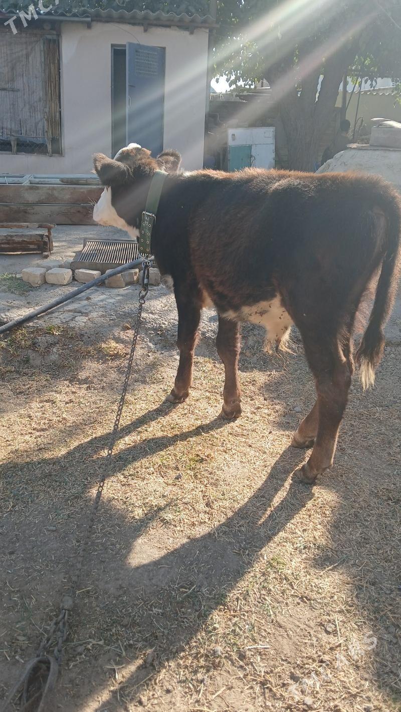 okuz - Гёкдепе - img 4