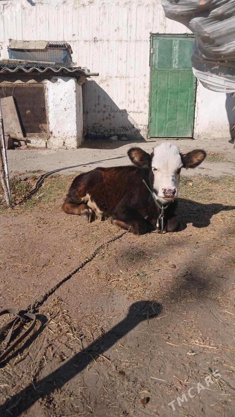 okuz - Гёкдепе - img 5