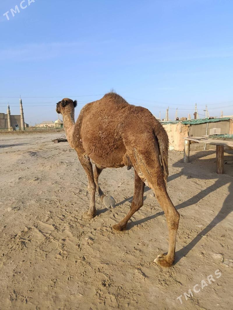 Duye torumly - Эсенгулы - img 2