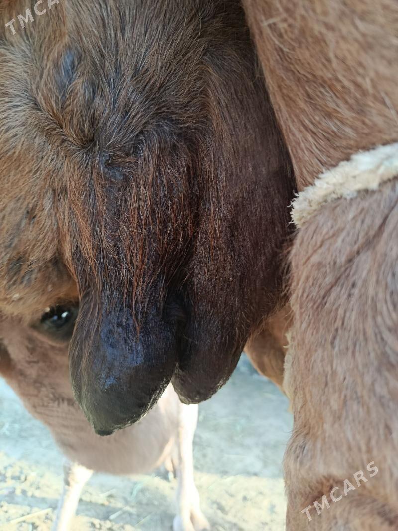 Duye torumly - Эсенгулы - img 5