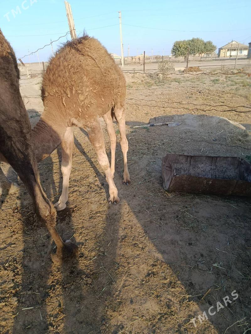 Duye torumly - Эсенгулы - img 3