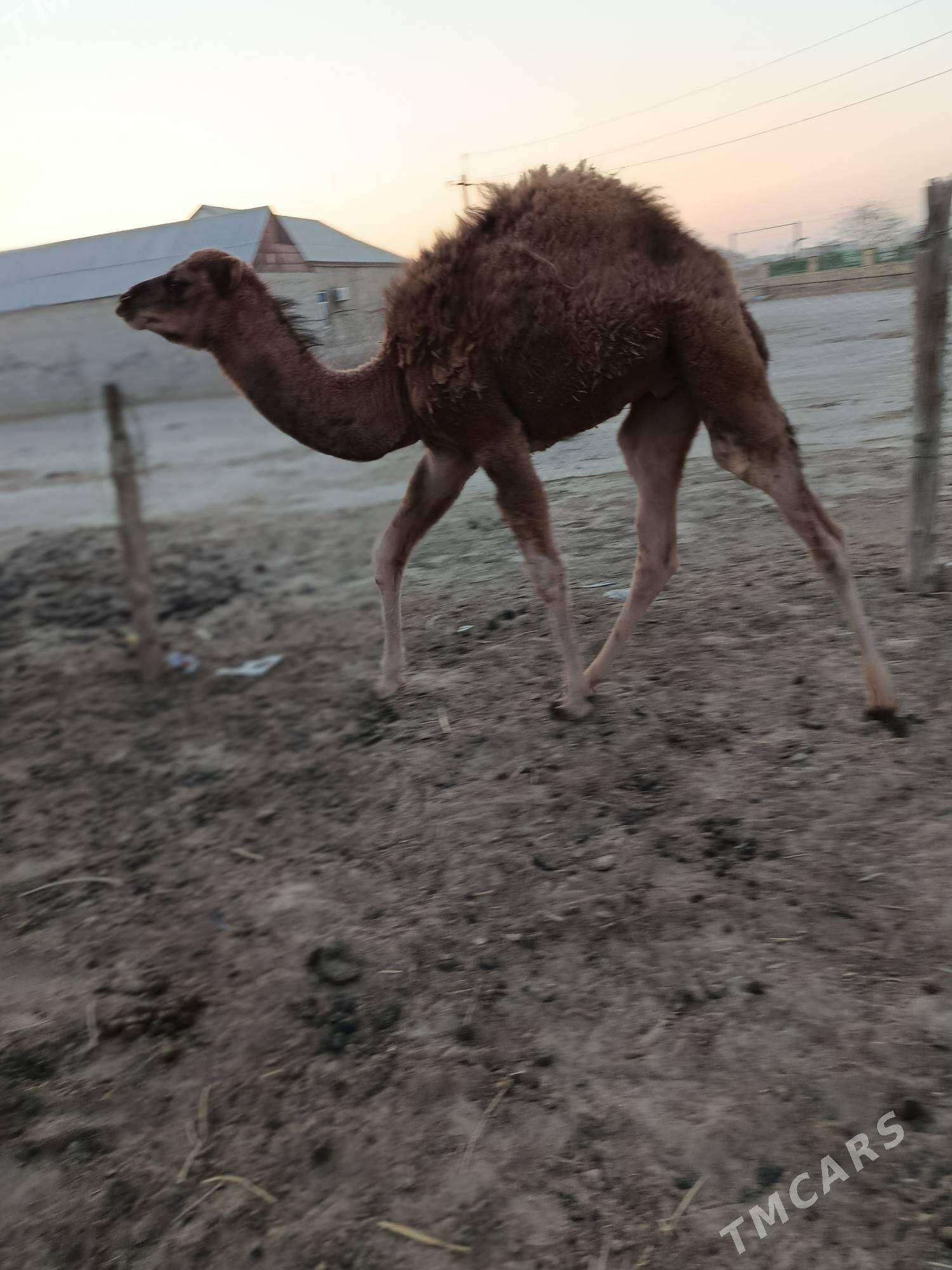 Duye torumly - Эсенгулы - img 7