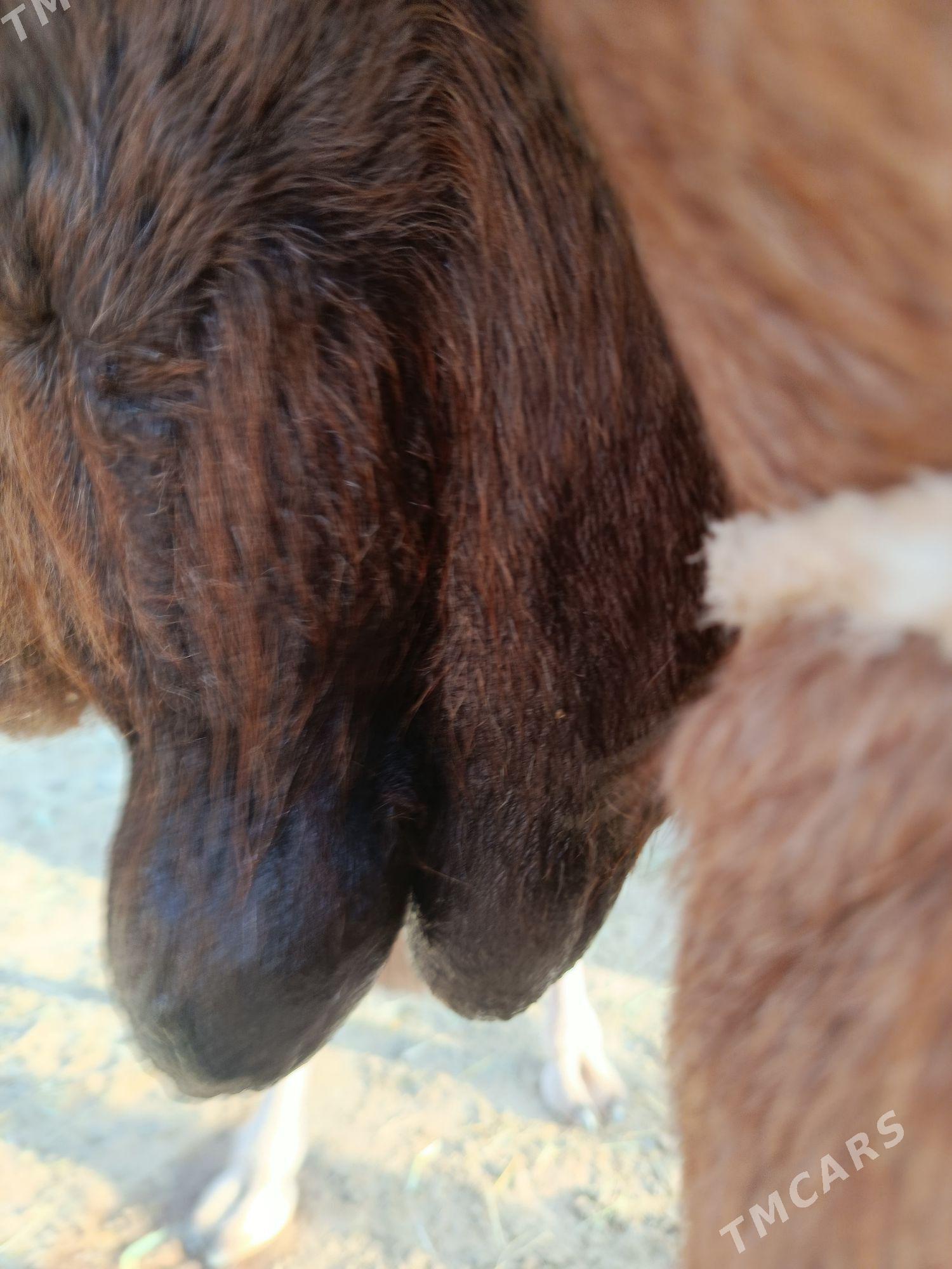 Duye torumly - Эсенгулы - img 6