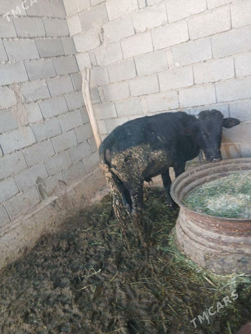 okiz  ÿ - Бабадайхан - img 2