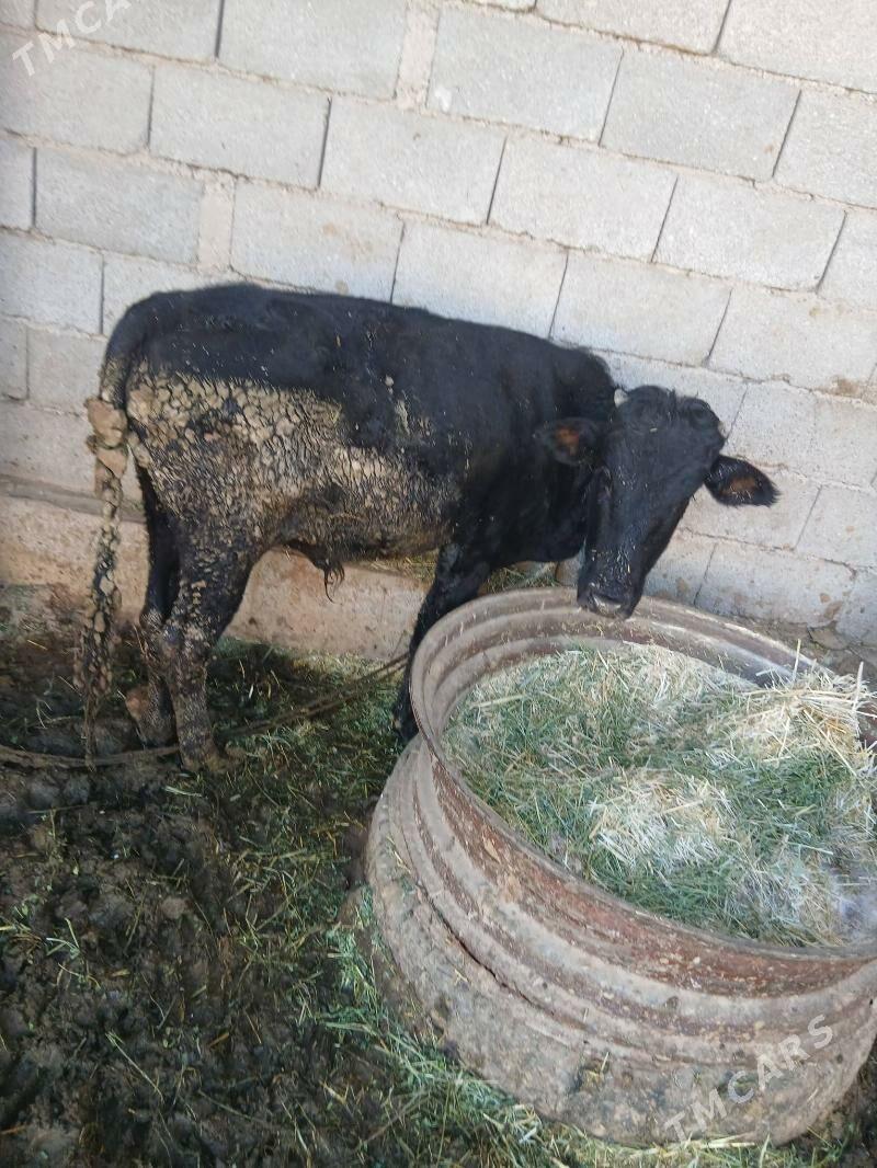 okiz  ÿ - Бабадайхан - img 3