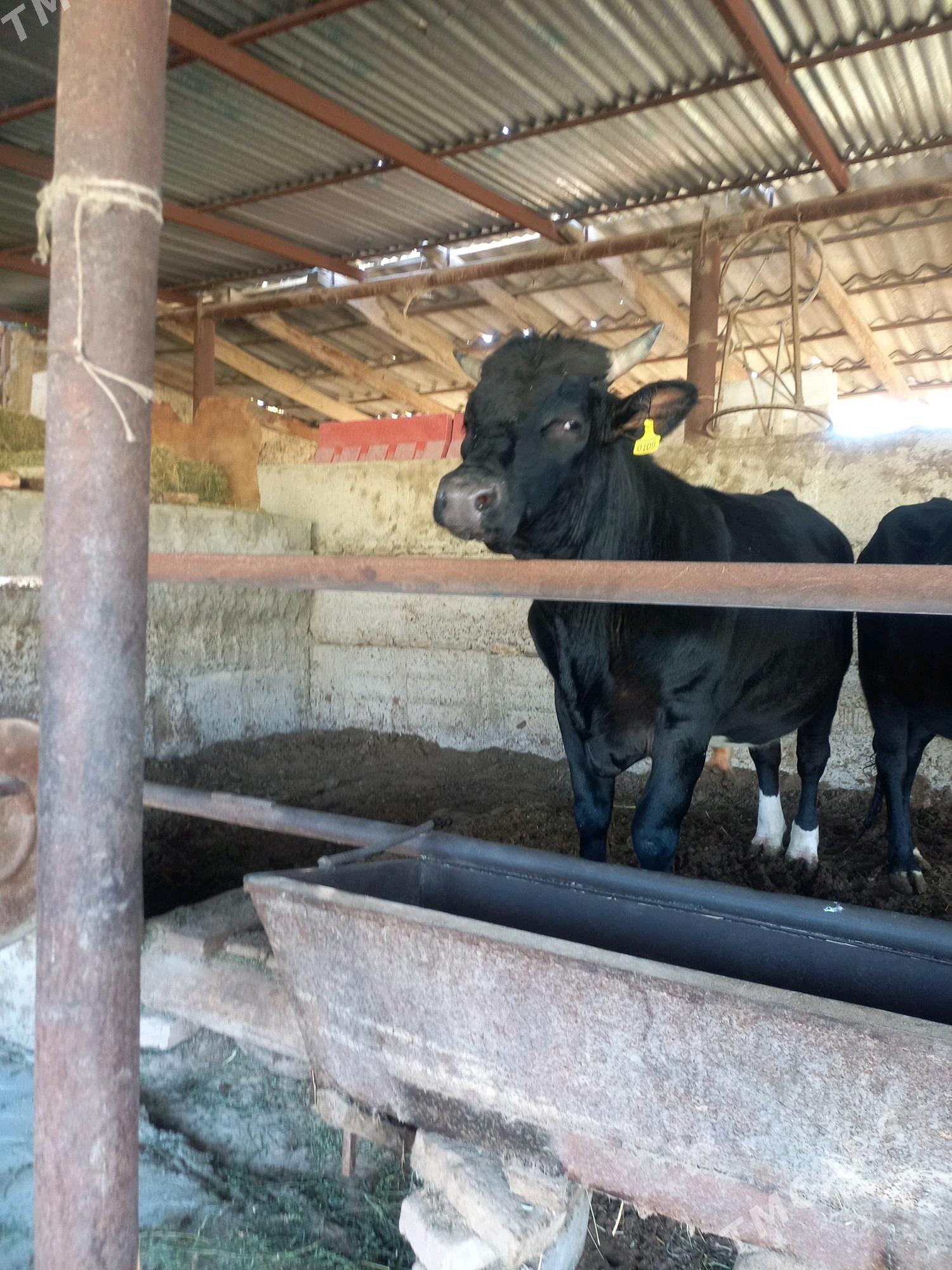 Öküz - Анев - img 2