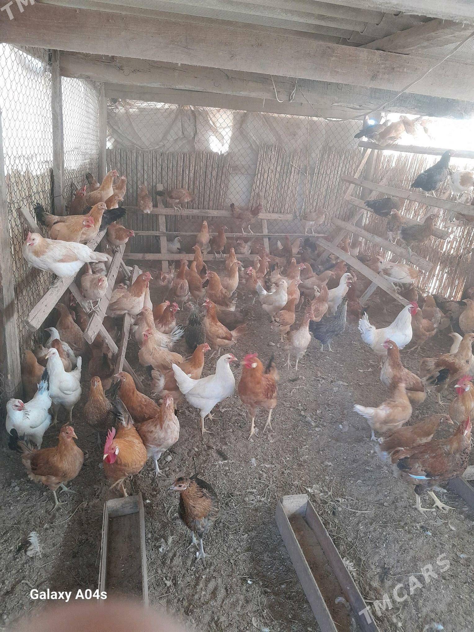 Yas Towuk 2025 03 28 juje - Tejen - img 2