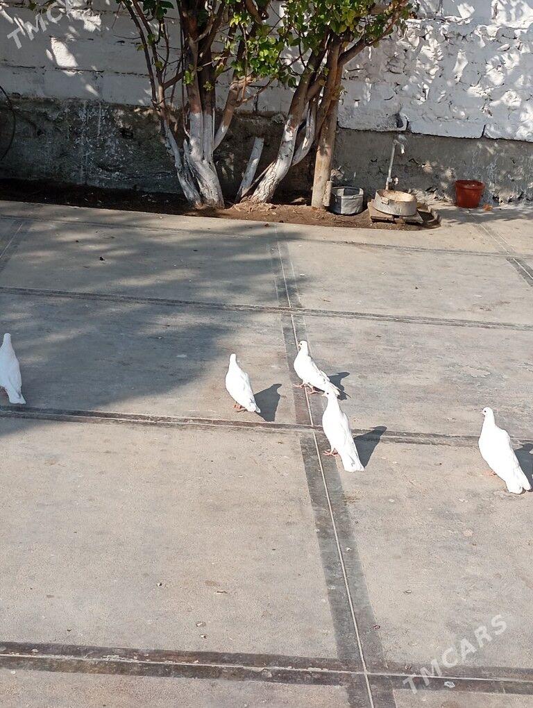 kepderi - Балканабат - img 2