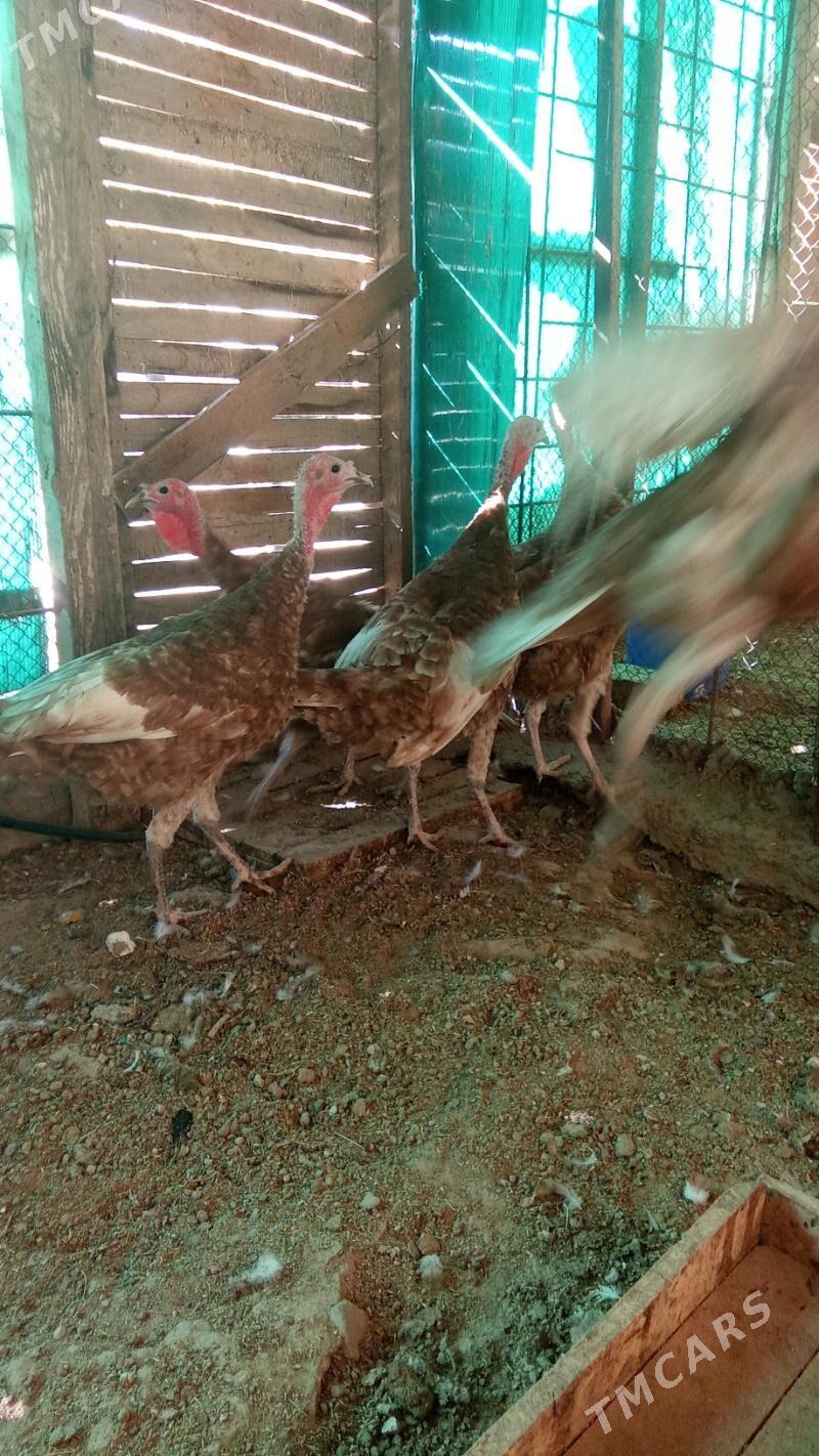 Induk - Herrikgala - img 4