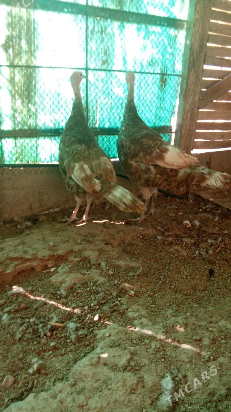 Induk - Herrikgala - img 3