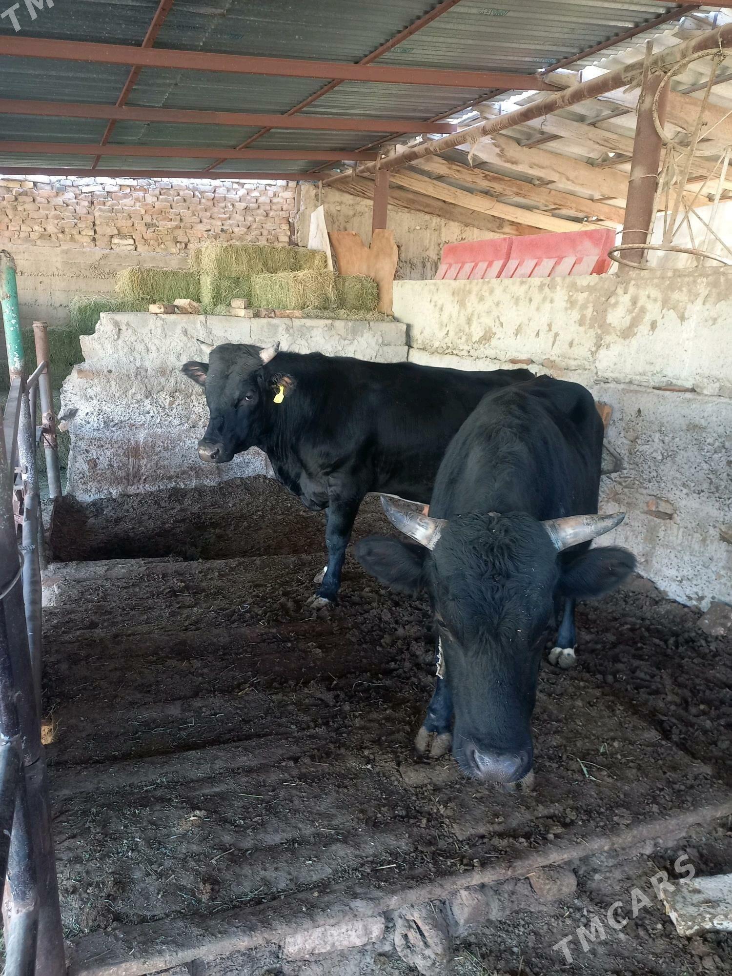 Öküz - Анев - img 3