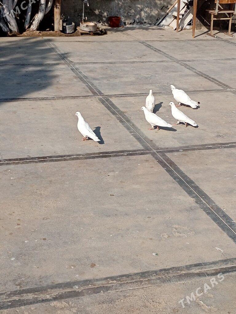 kepderi - Балканабат - img 3