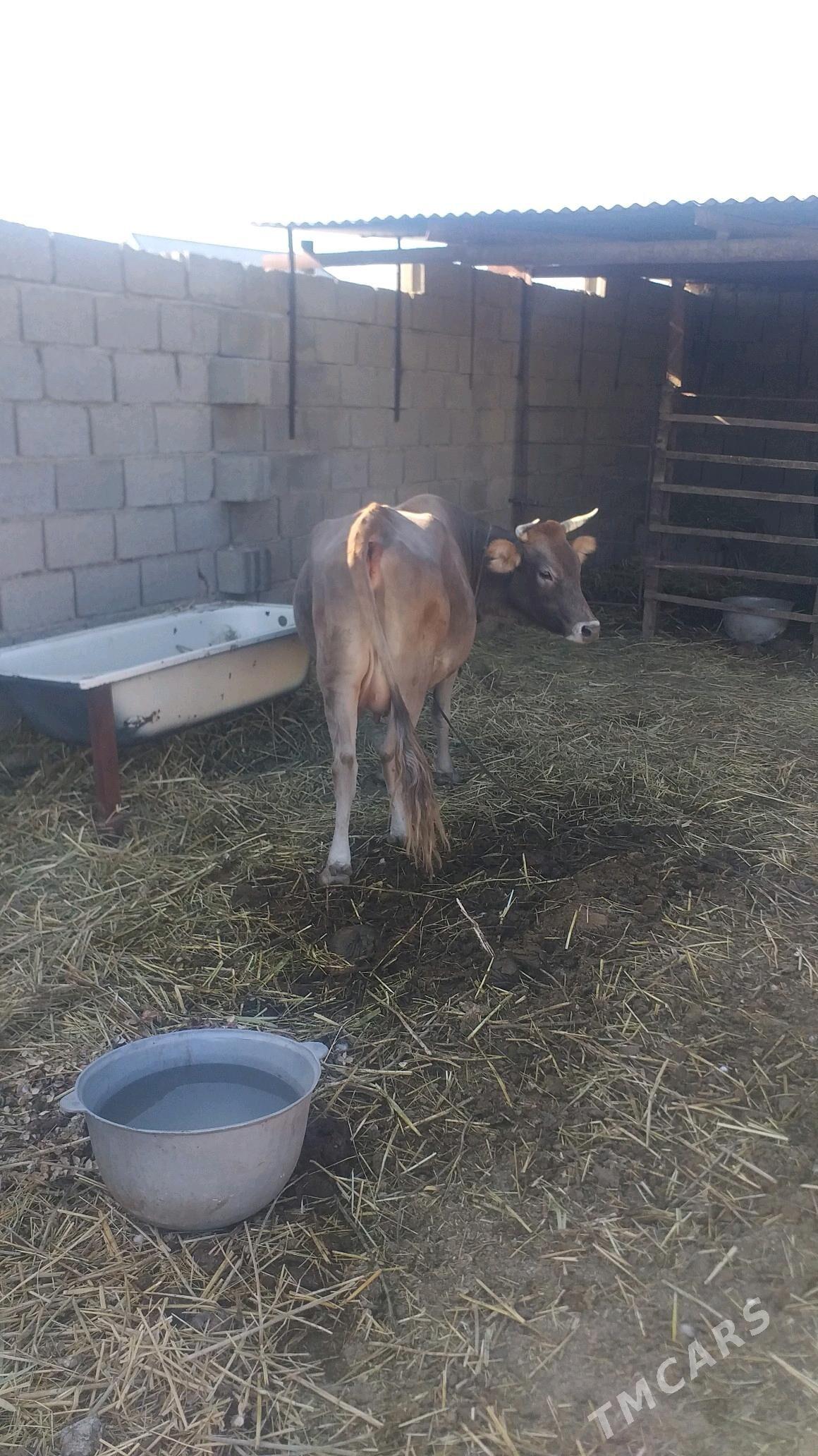 Tohum göleli sygyr - Kaka - img 2