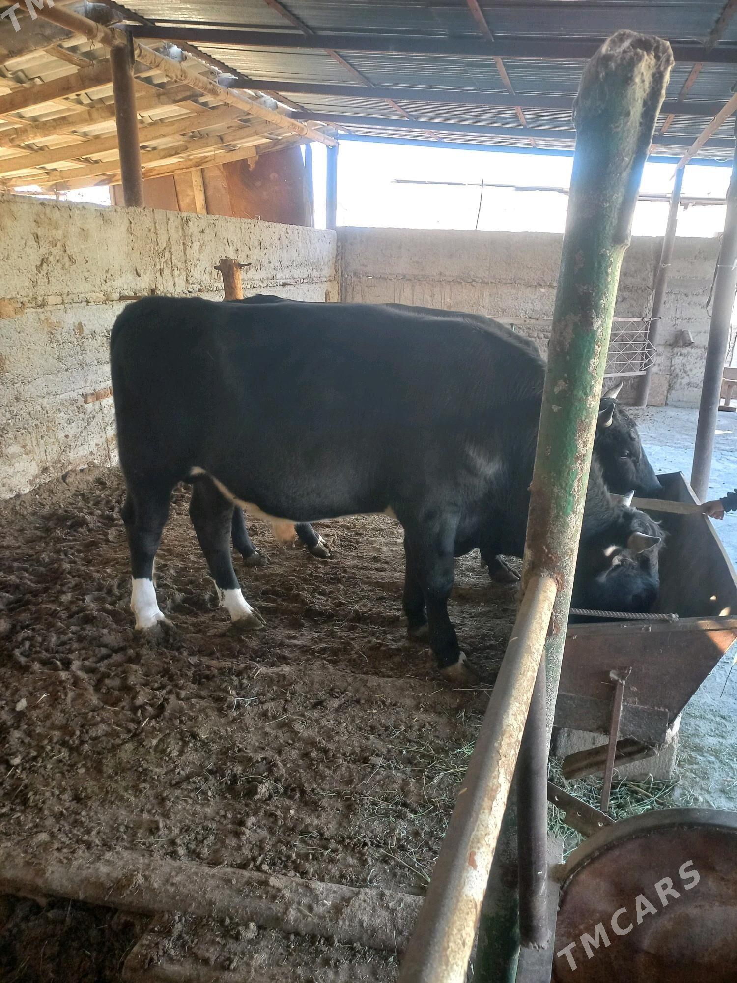 Öküz - Анев - img 4