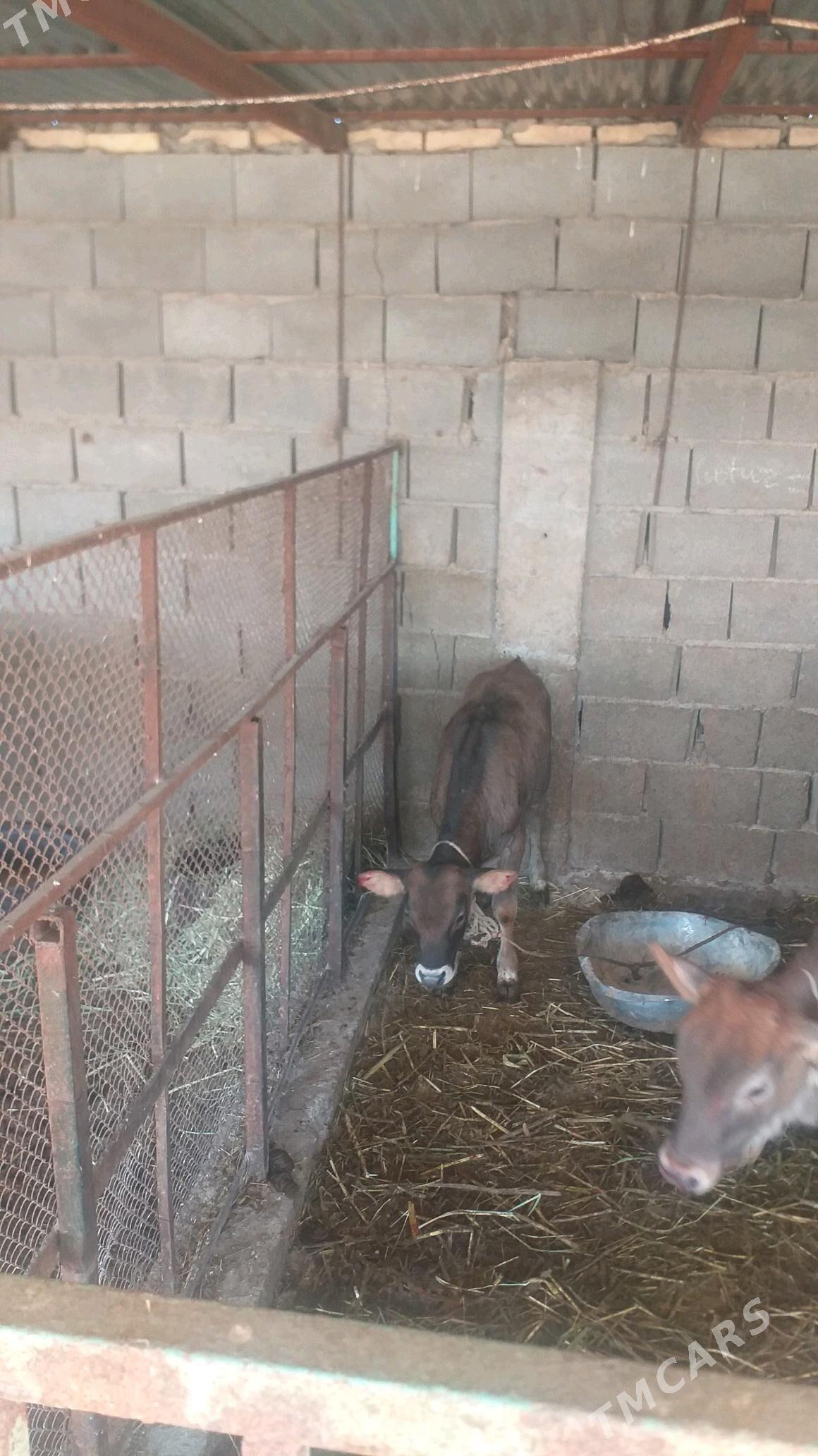 Tohum göleli sygyr - Kaka - img 4