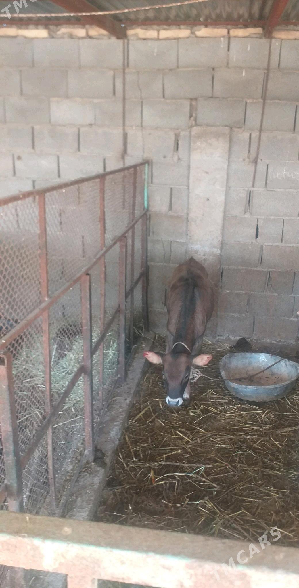 Tohum göleli sygyr - Kaka - img 6