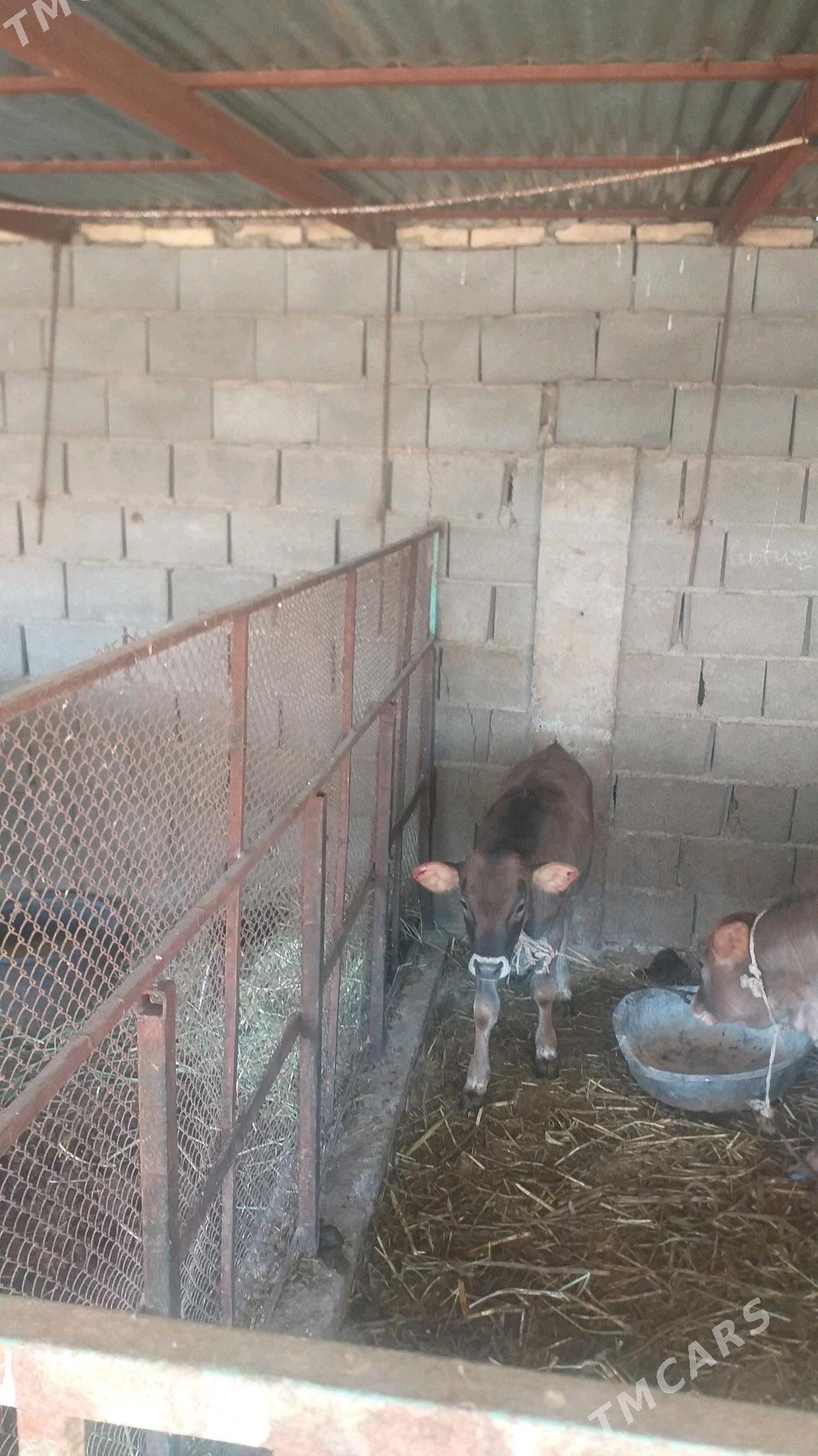 Tohum göleli sygyr - Kaka - img 5