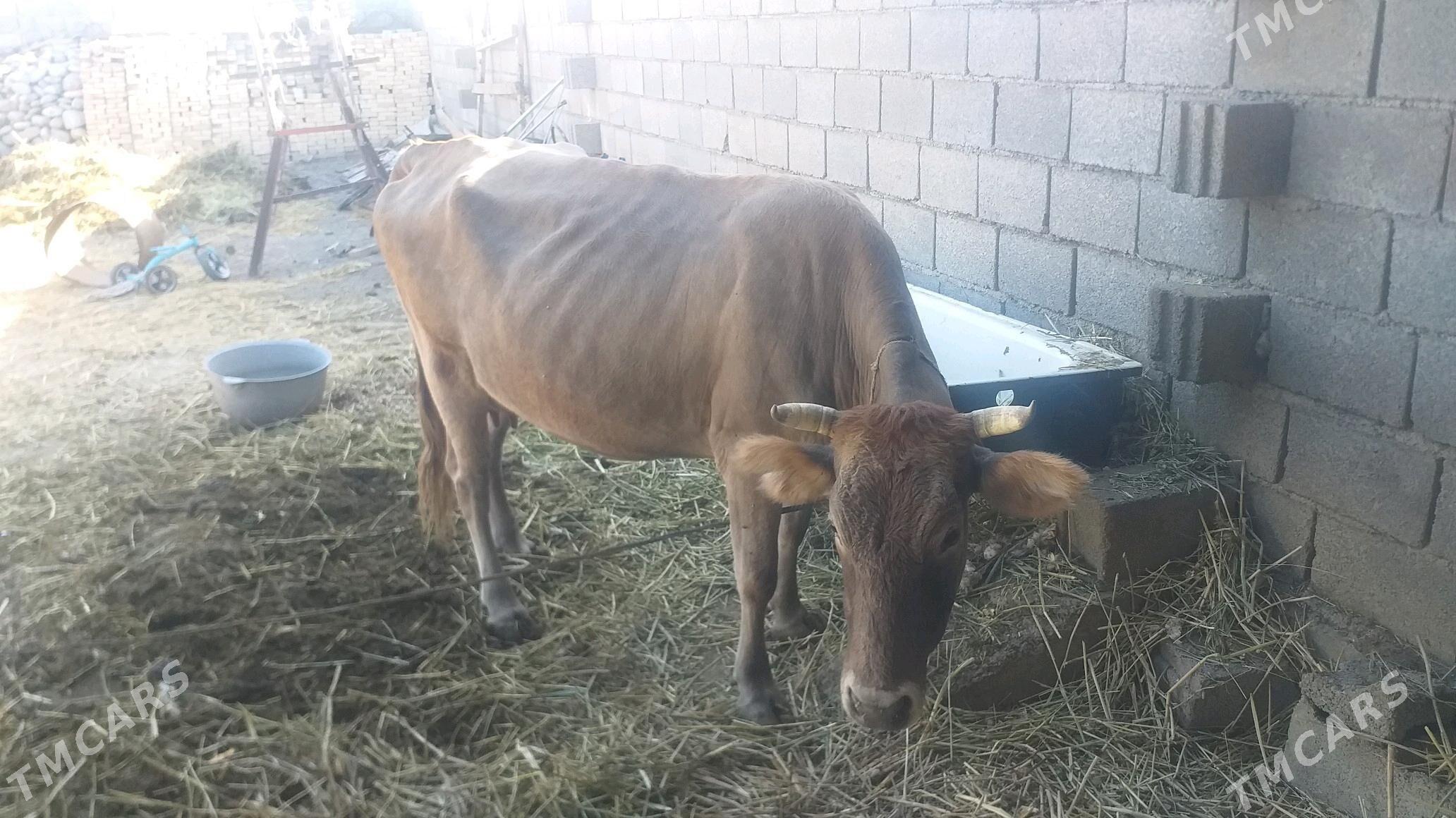 Tohum göleli sygyr - Kaka - img 3