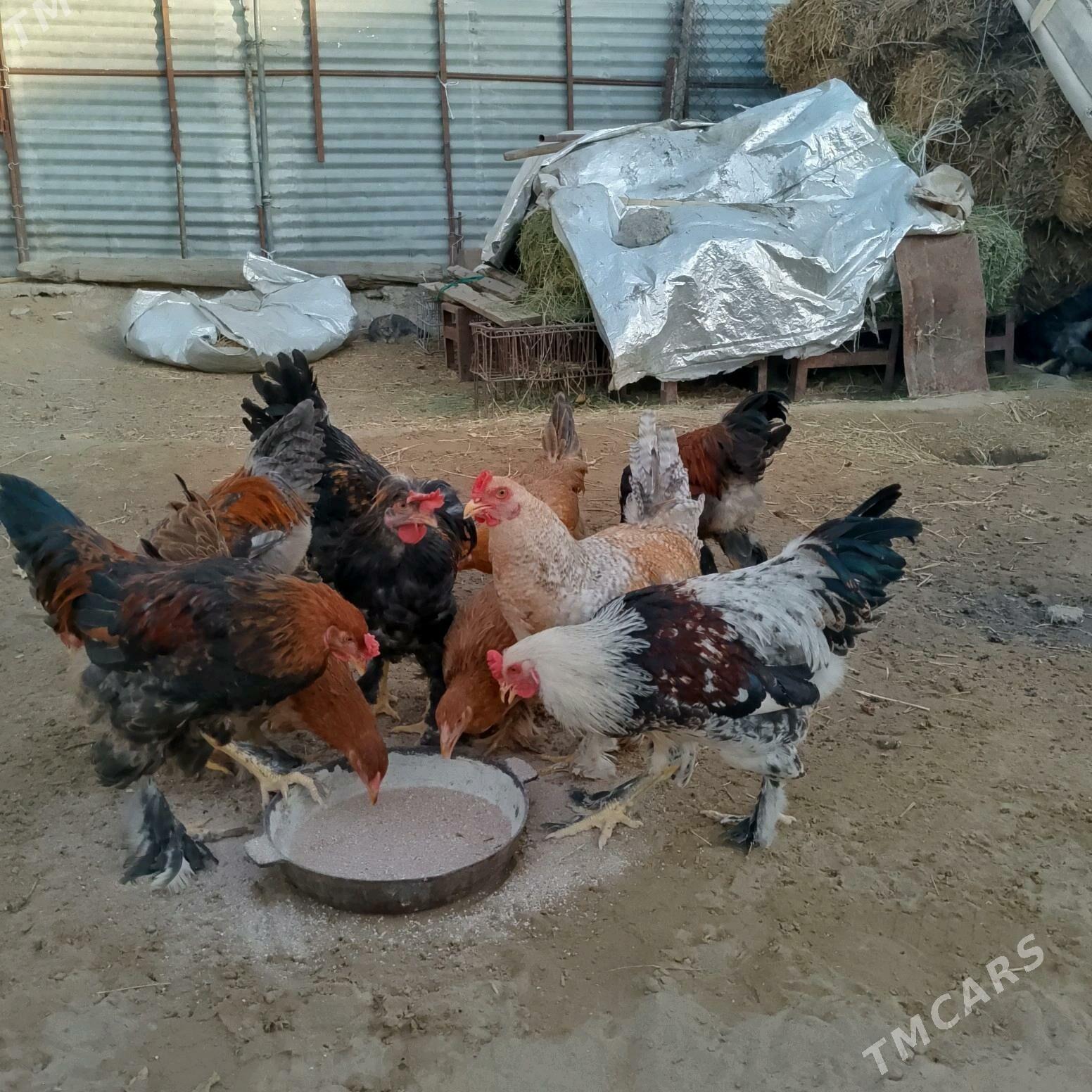 Towuk - Ашхабад - img 3