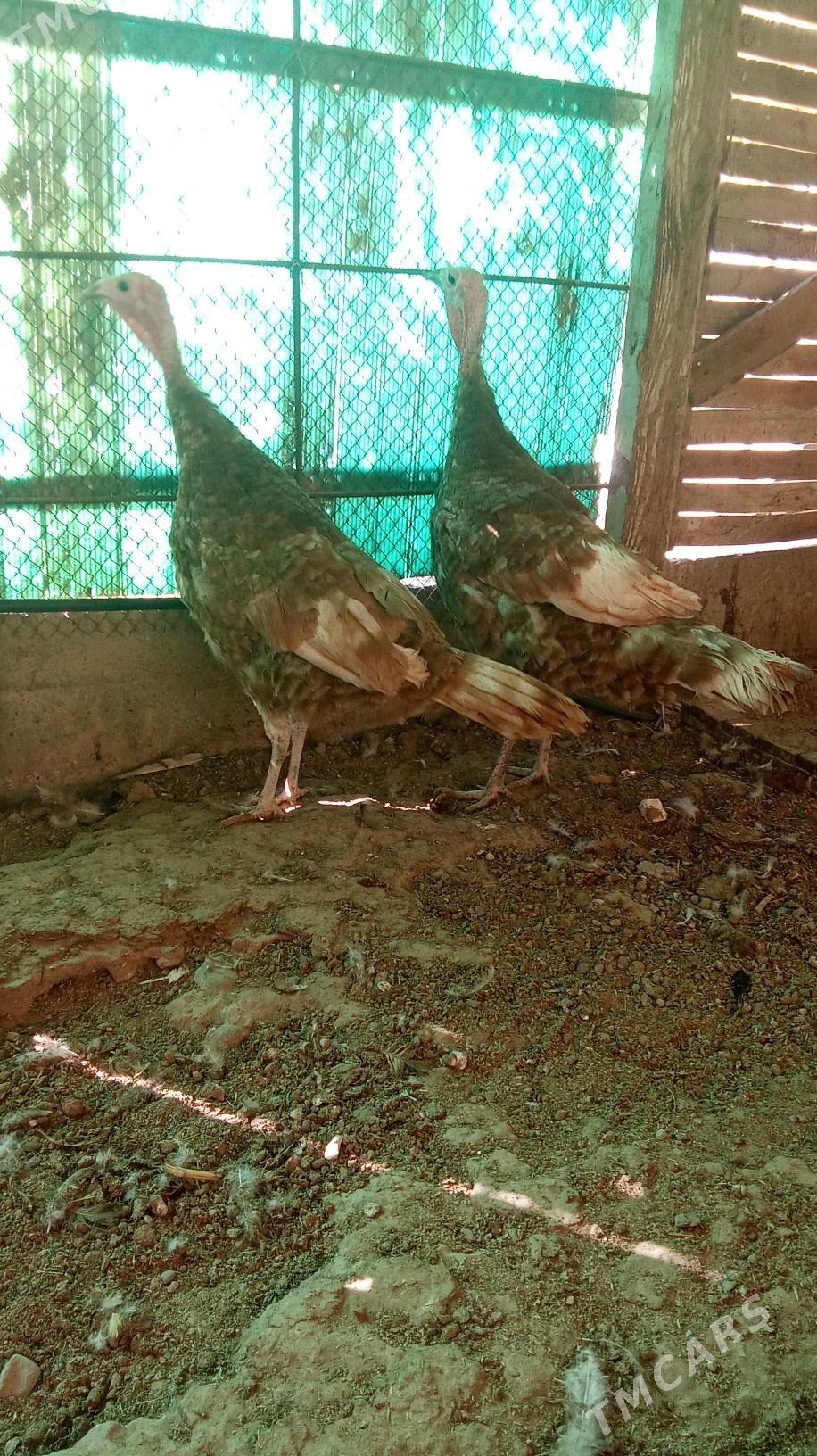 Induk - Herrikgala - img 2