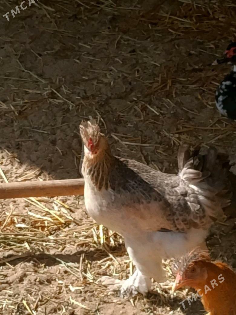 Towuk - Ашхабад - img 1