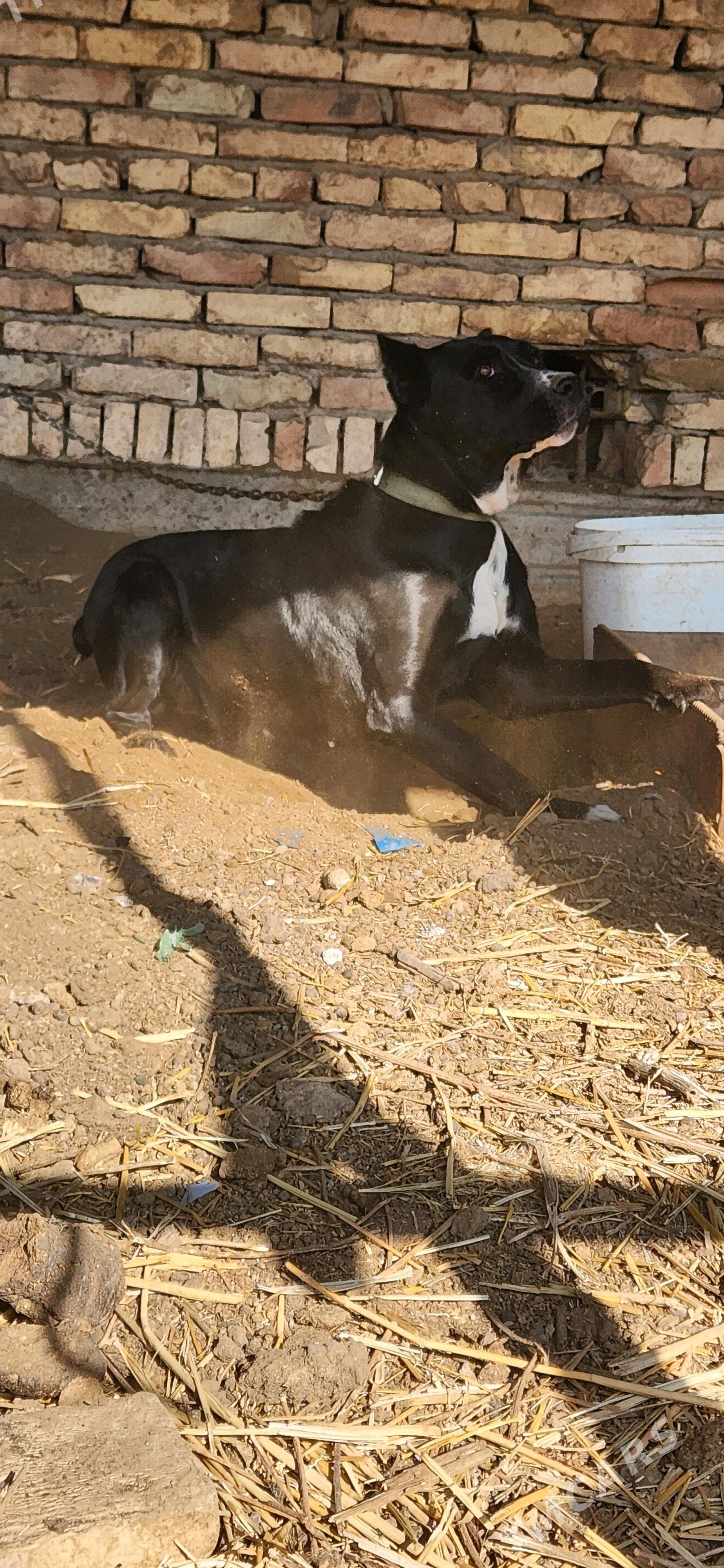 Bagira - Сакар - img 1