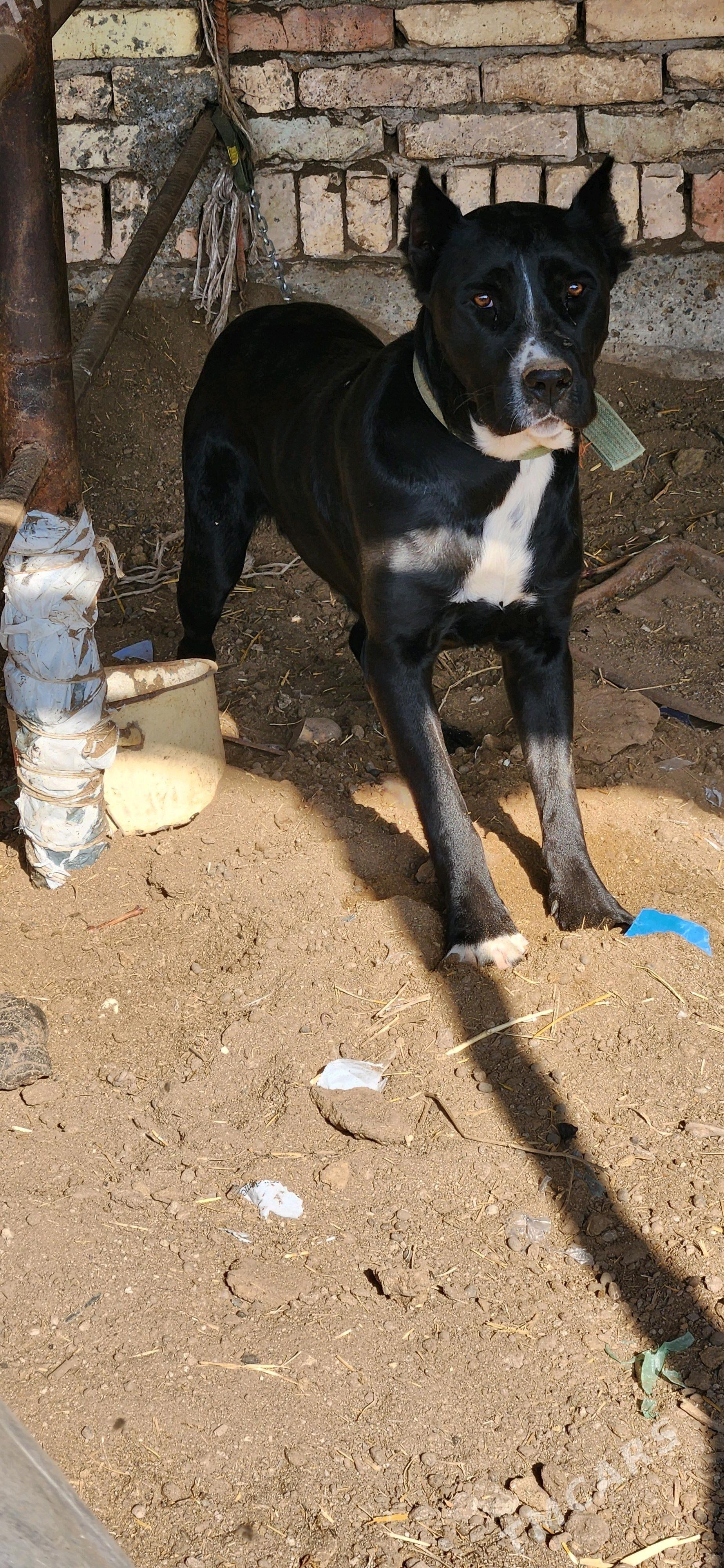 Bagira - Сакар - img 2