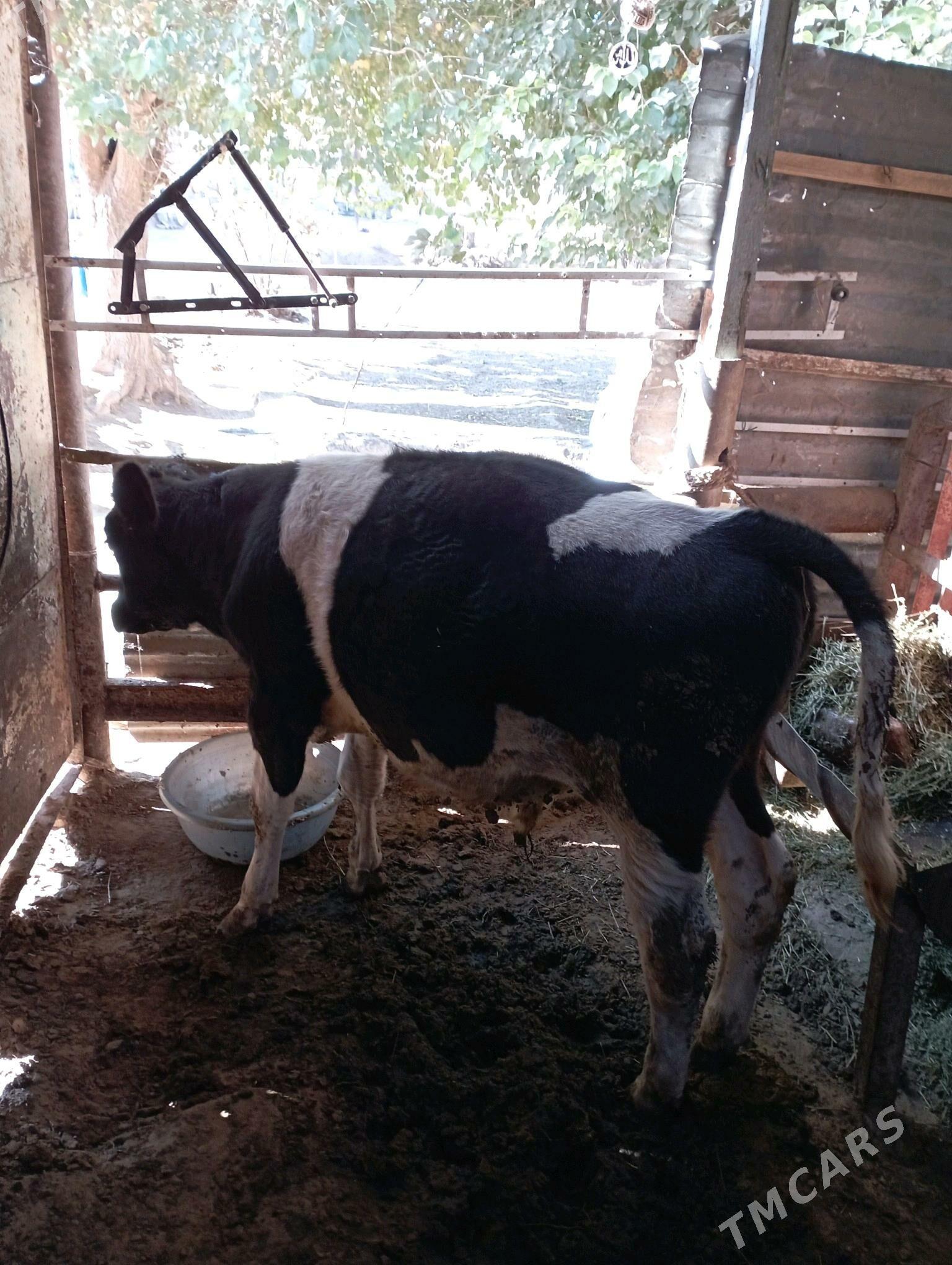 ÖKIZ - Aşgabat - img 4