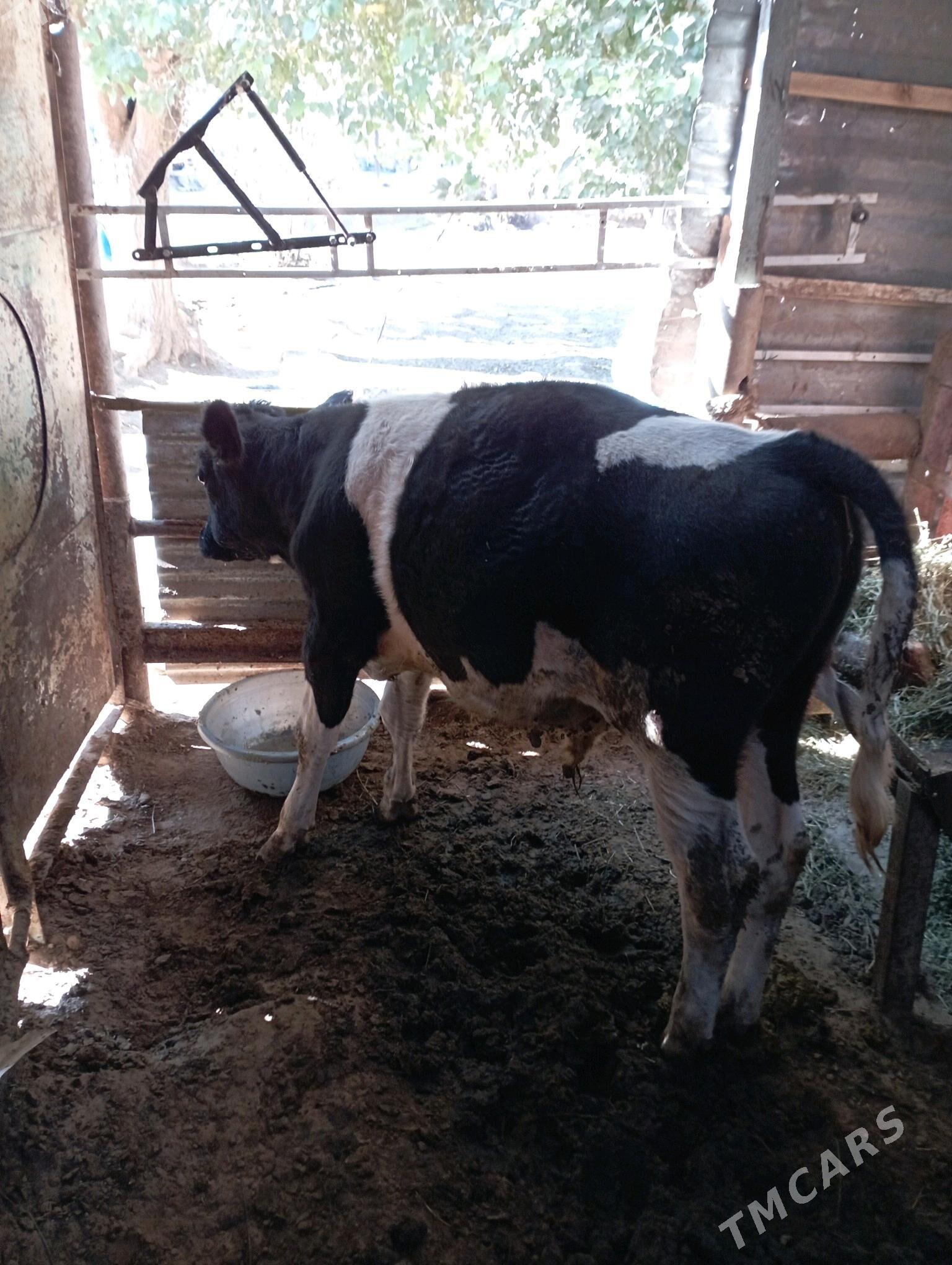 ÖKIZ - Aşgabat - img 5