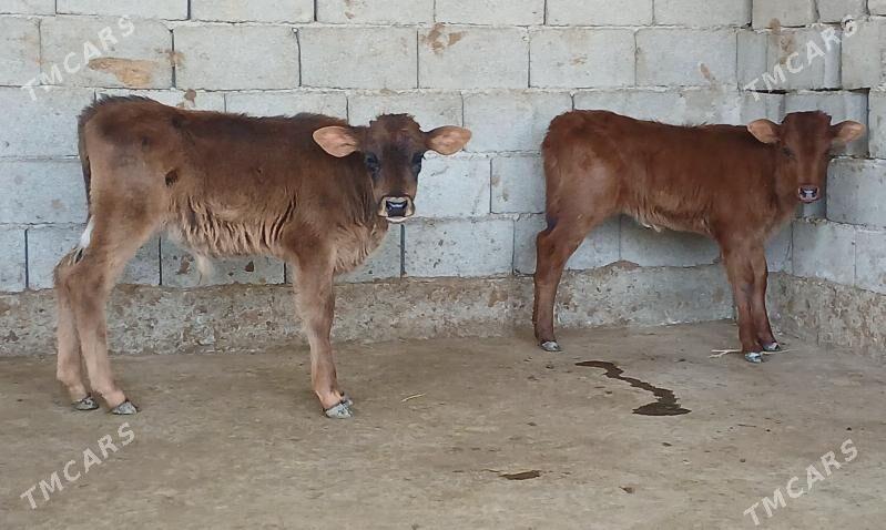 okuz tuwe - Херрикгала - img 2