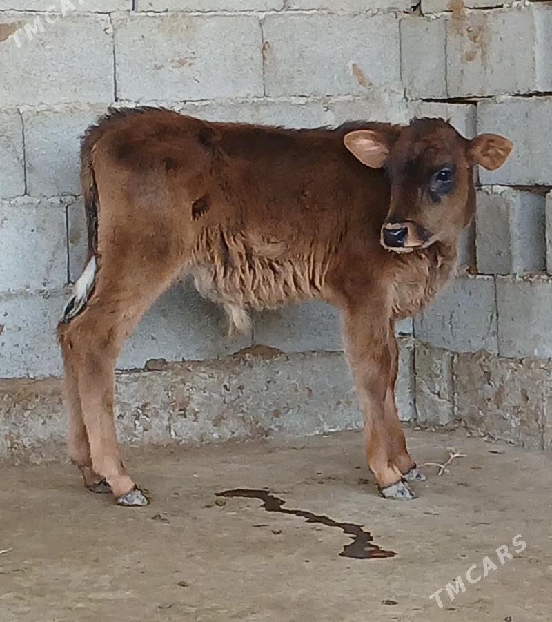 okuz tuwe - Херрикгала - img 3