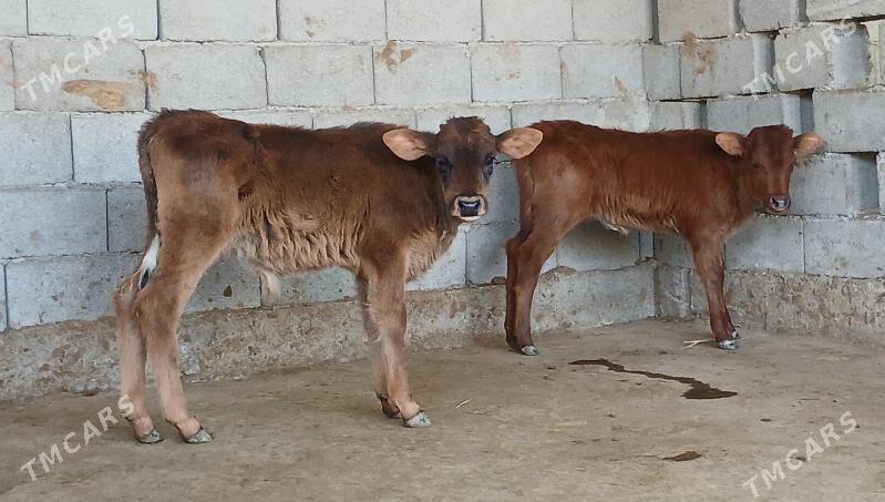 okuz tuwe - Херрикгала - img 1