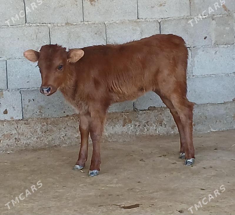 okuz tuwe - Херрикгала - img 4