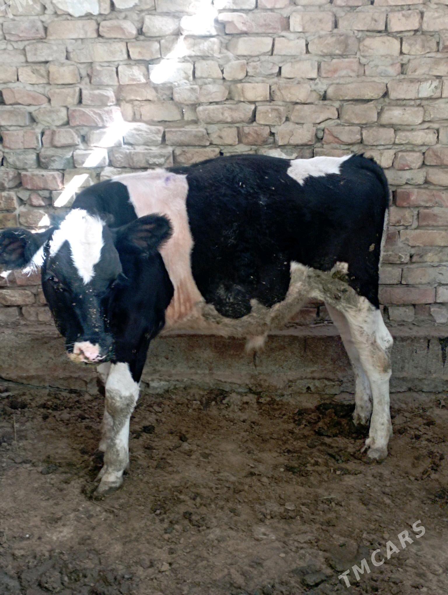 ÖKIZ - Aşgabat - img 2