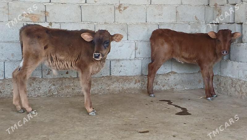 okuz tuwe - Херрикгала - img 6