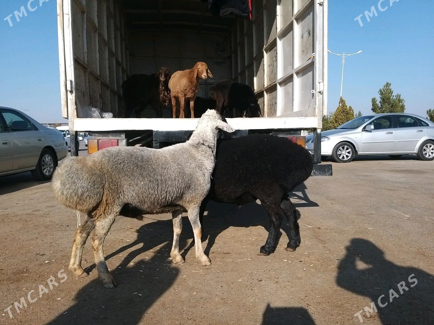 goyun - Чарджоу - img 2