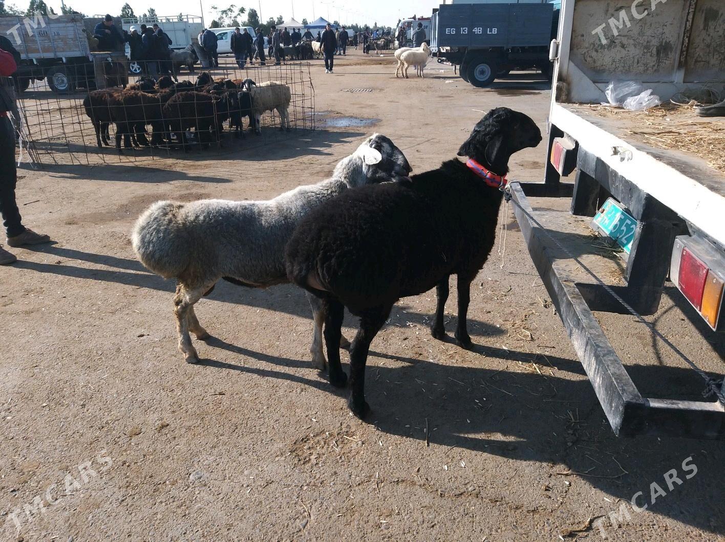 goyun - Чарджоу - img 1