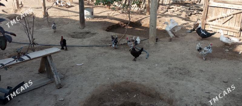 Karlik tovuk - Jebel - img 2