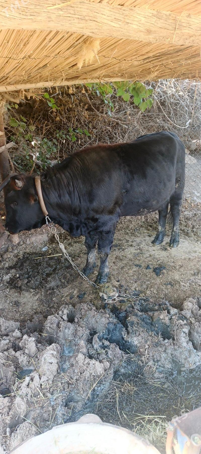 Okuz - Сакарчага - img 2