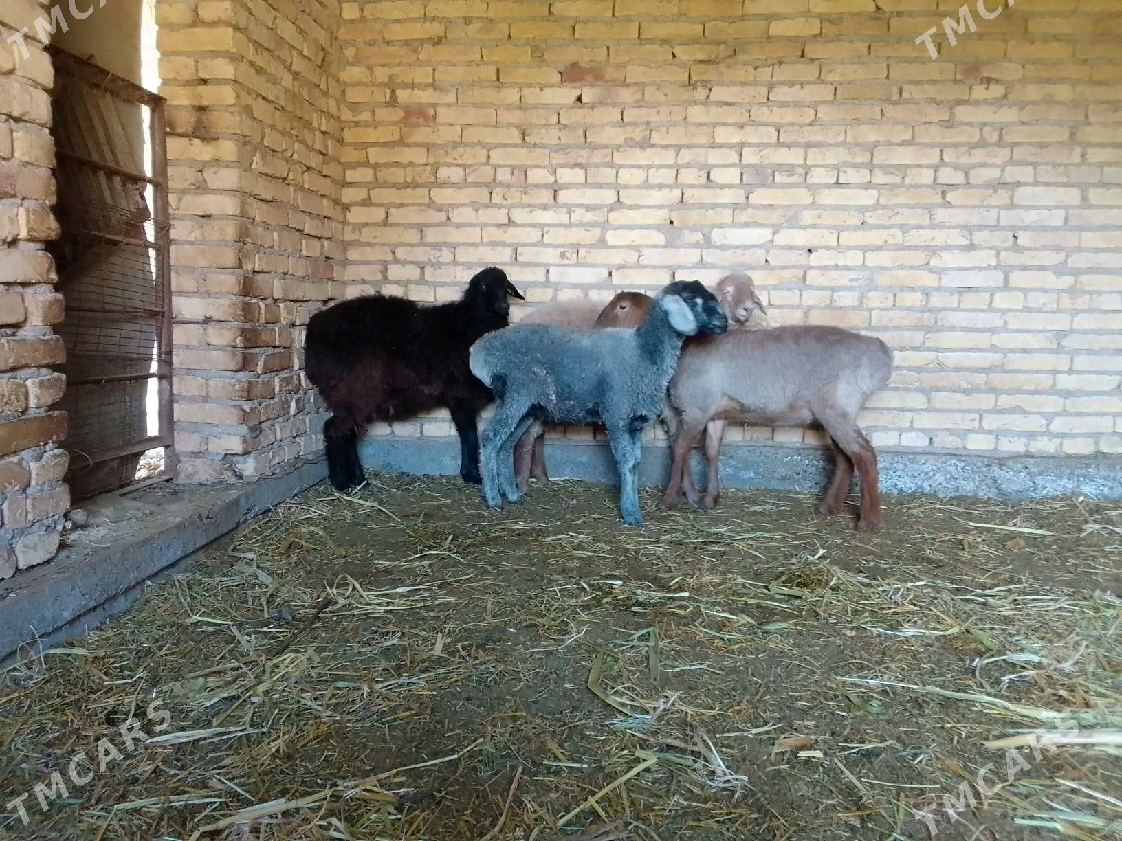 goynlar - Чарджоу - img 1