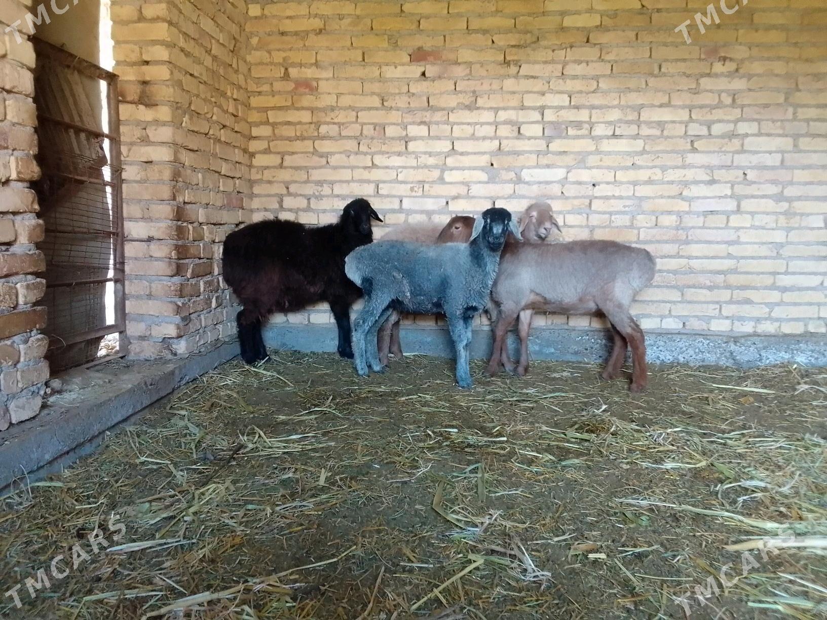 goynlar - Чарджоу - img 2