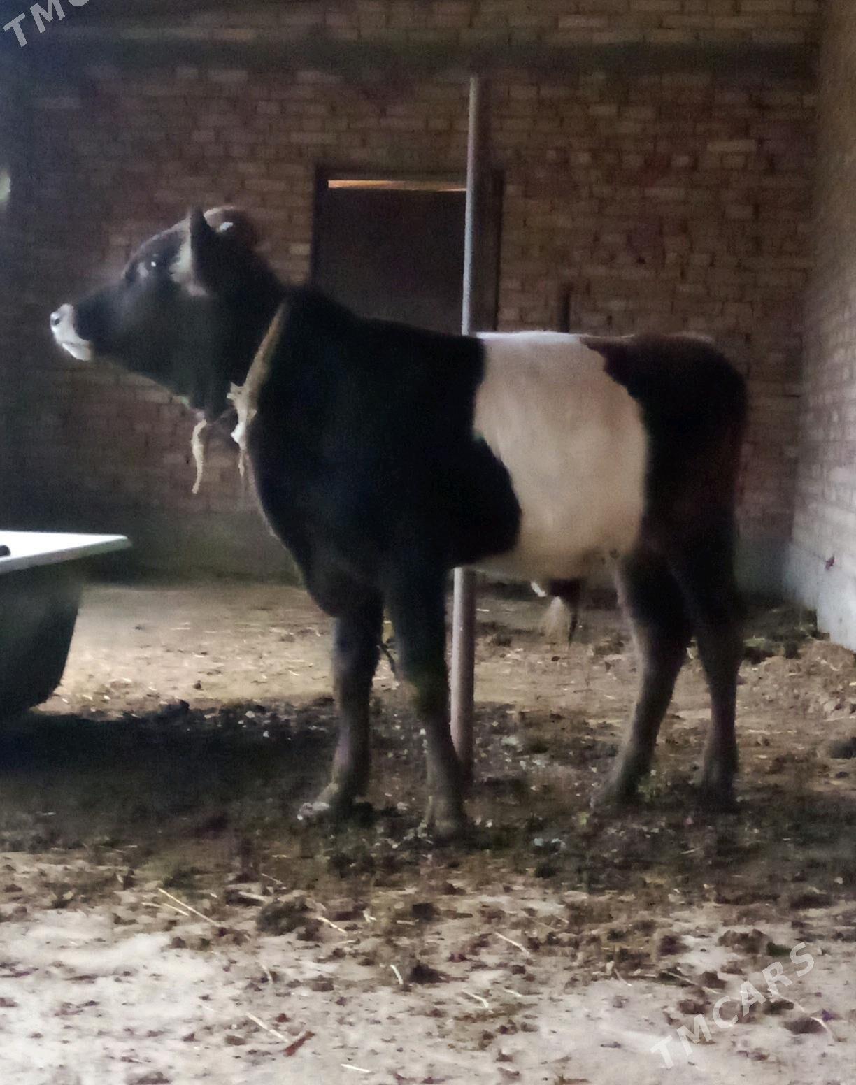 Öküz Gibrit Tohum 8 aýlyk - Гёкдепе - img 4