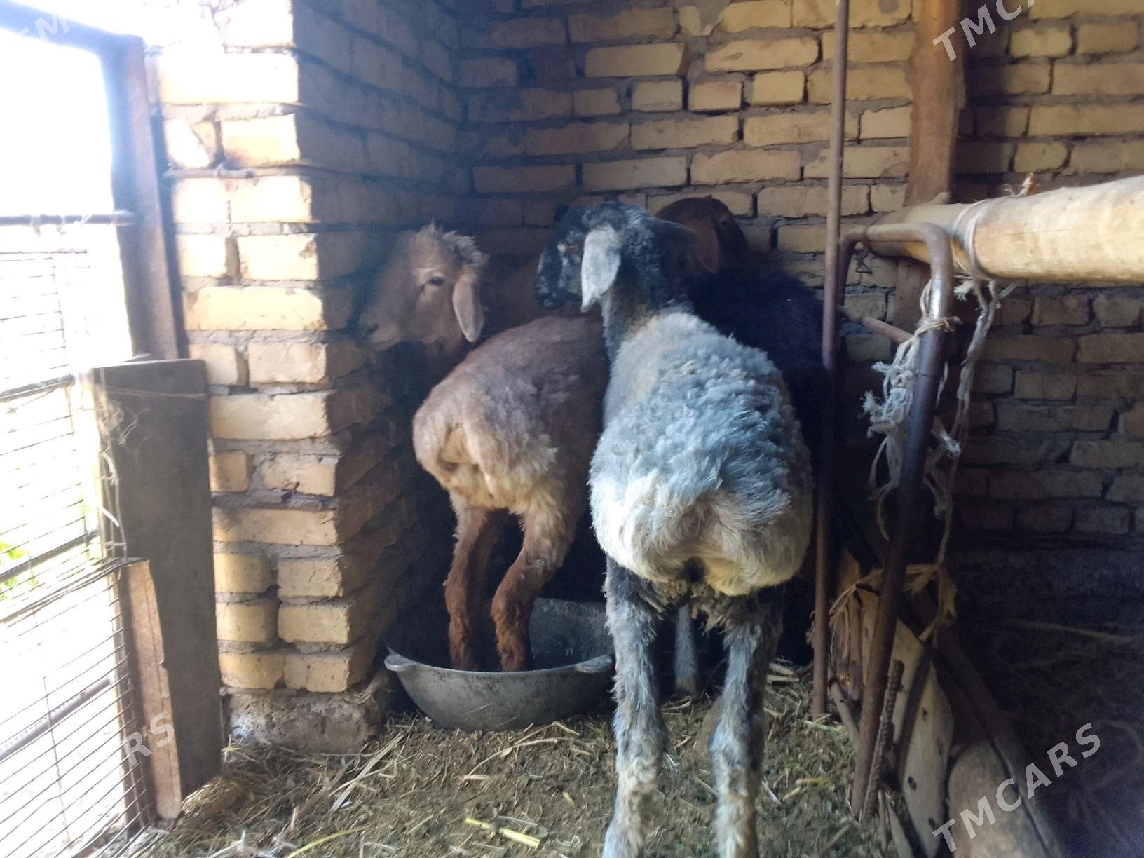 goynlar - Чарджоу - img 4